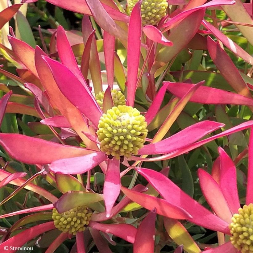 Leucadendron salignum Cheeky (Floración)