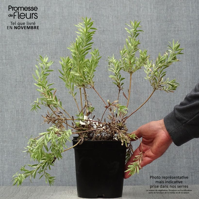 Ejemplar de Leucadendron Cheeky  Pot de 3L/4L entregado en otoño