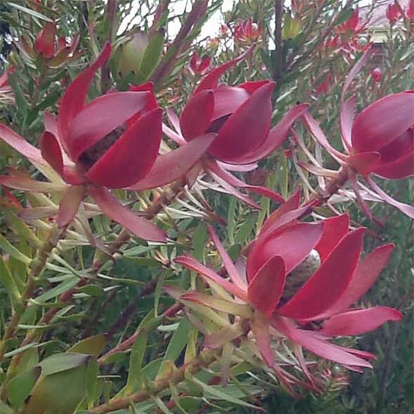 Leucadendron salignum Devil's Blush (Floración)