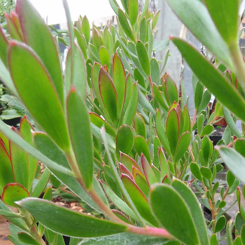 Leucadendron salignum Fireglow (Follaje)