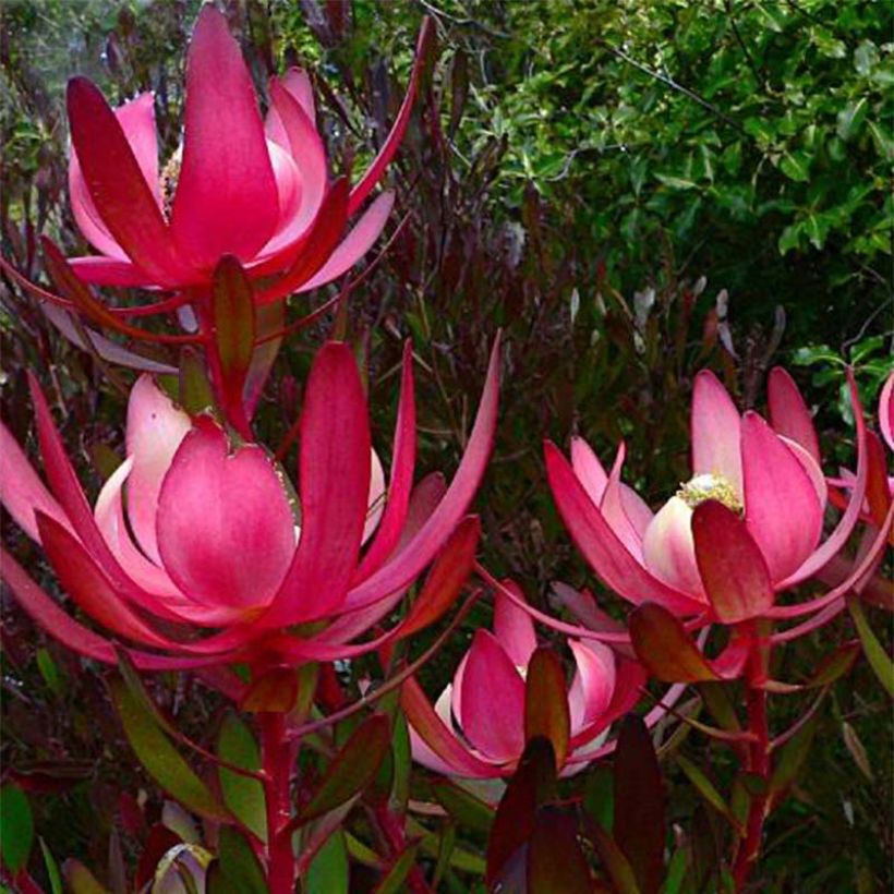 Leucadendron salignum Fireglow (Floración)