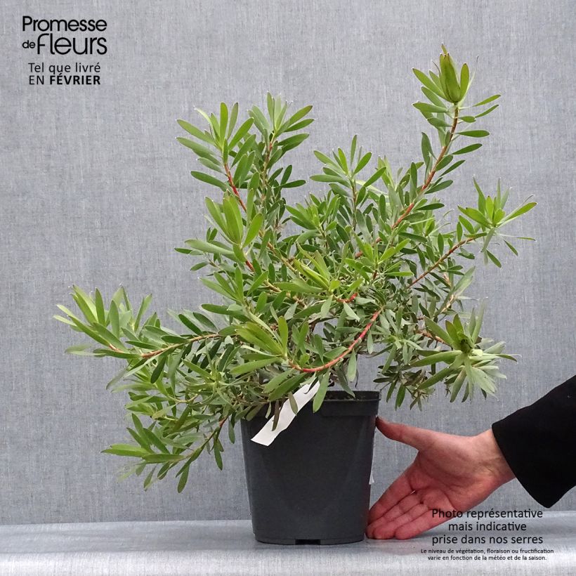 Leucadendron Inca Gold Pot de 3L/4L Ejemplar entregado en invierno