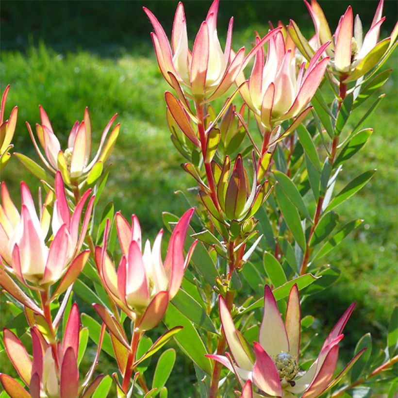 Leucadendron Jack Harre (Floración)