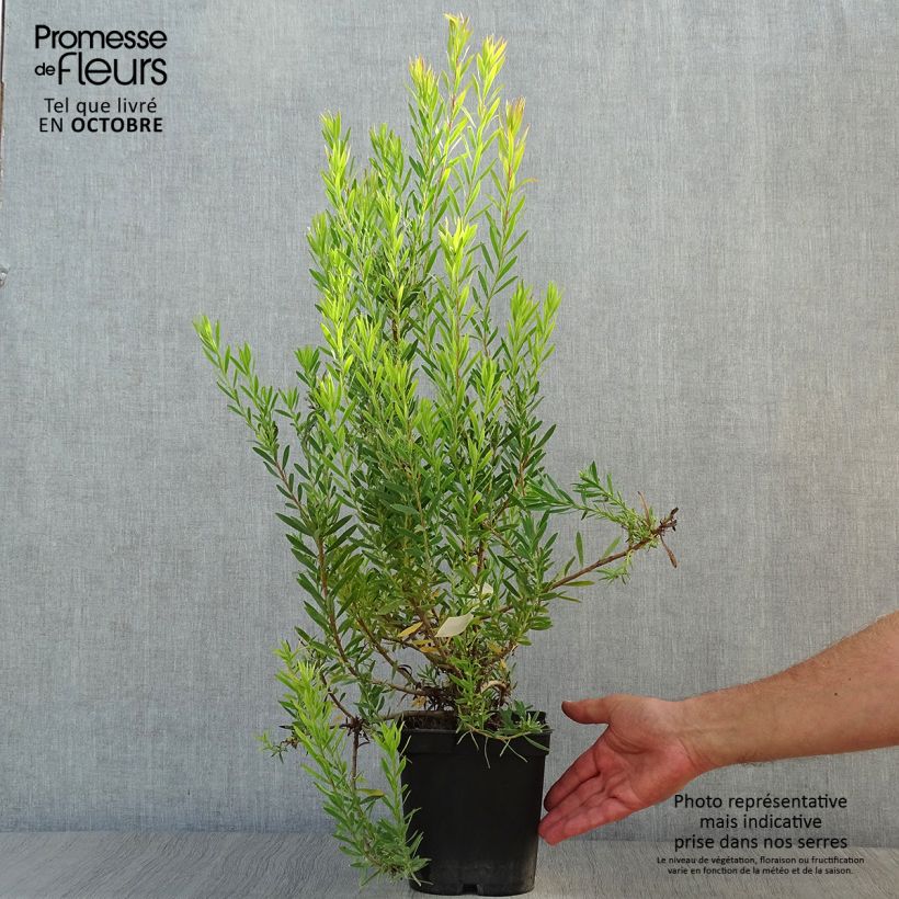 Ejemplar de Leucadendron  Jack Harre Pot de 3L/4L entregado en otoño