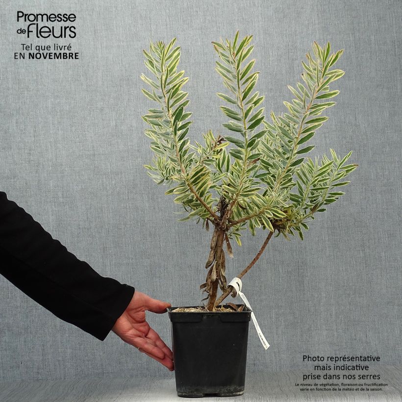 Ejemplar de Leucadendron Jester  Pot de 3L/4L entregado en otoño