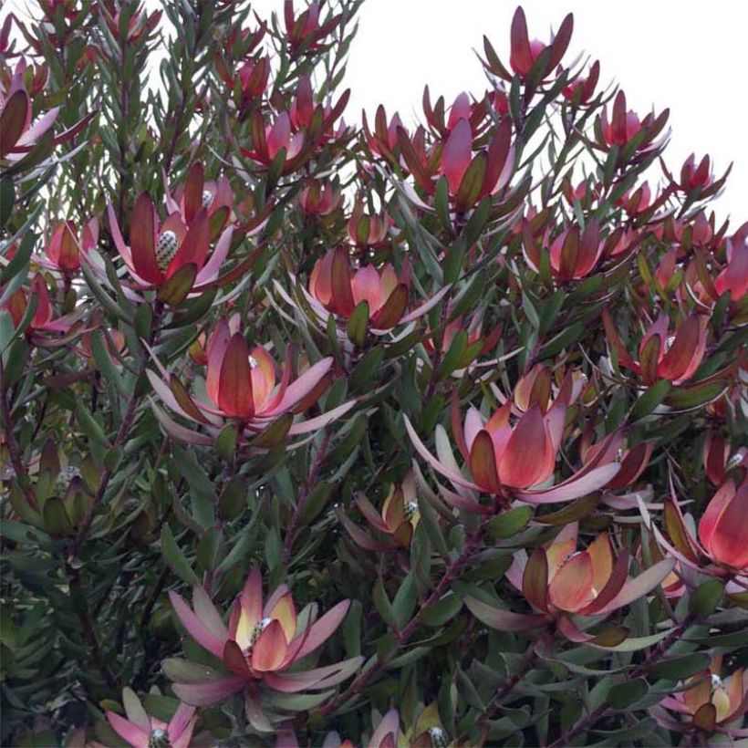 Leucadendron Safari Sunset (Porte)