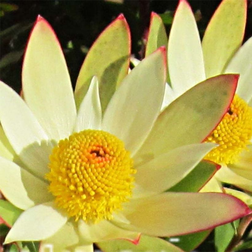 Leucadendron Sundance (Floración)