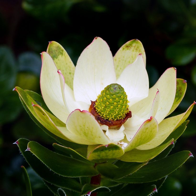 Leucadendron Inca Gold (Floración)