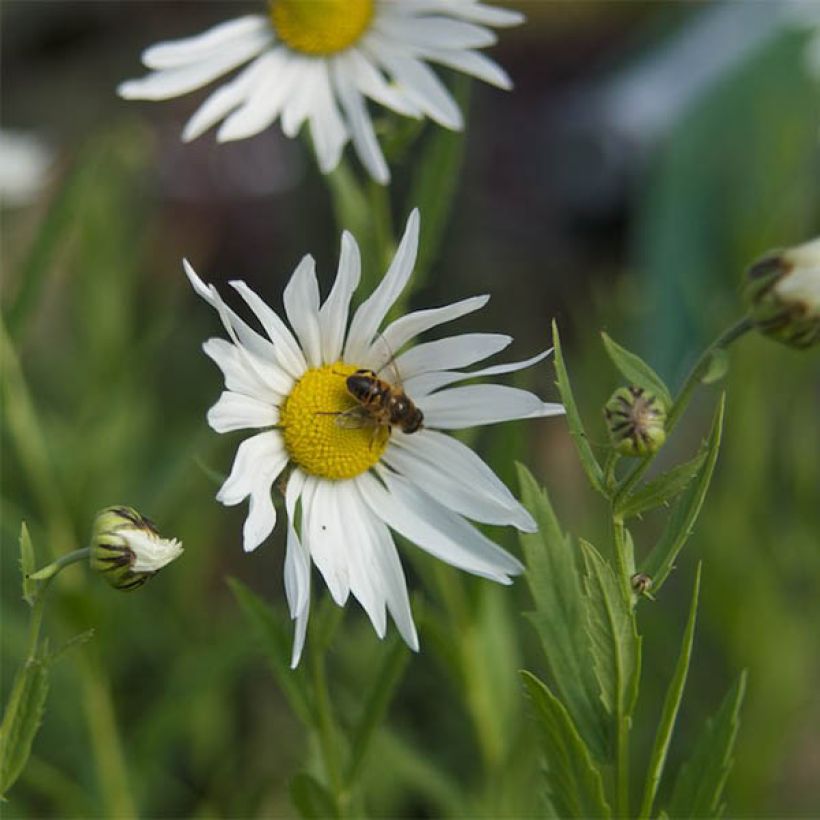 Leucanthemella serotina (Floración)