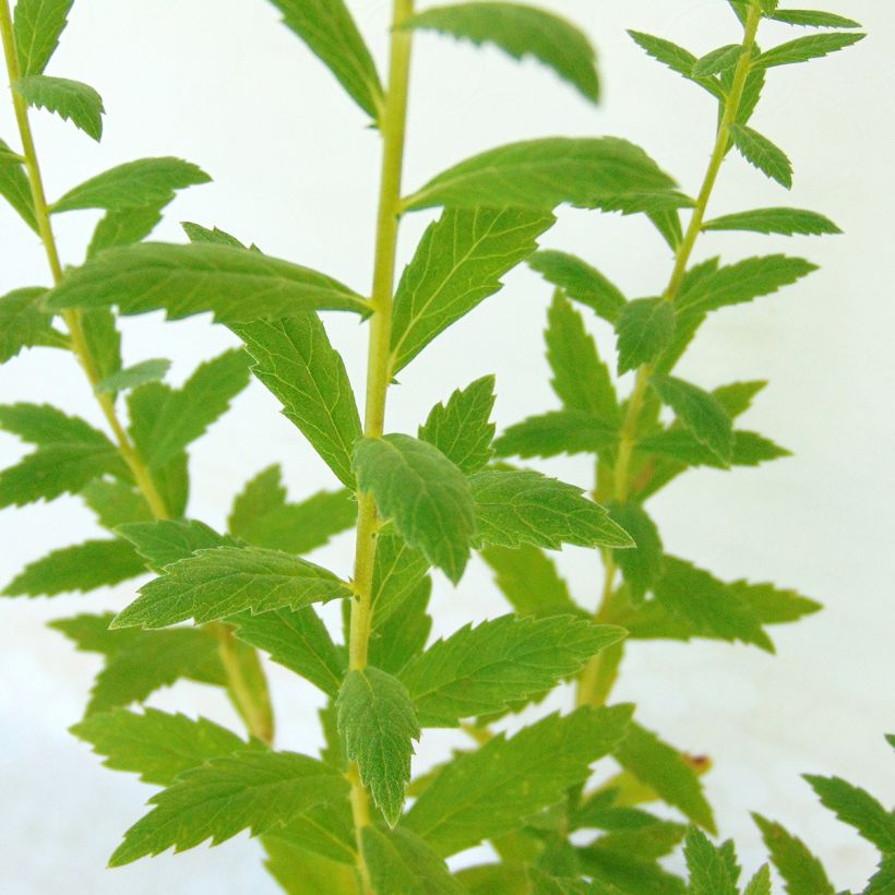 Leucanthemella serotina (Follaje)