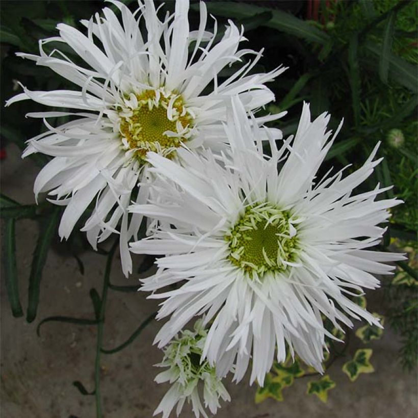 Leucanthemum Aglaia - Margarita mayor (Floración)