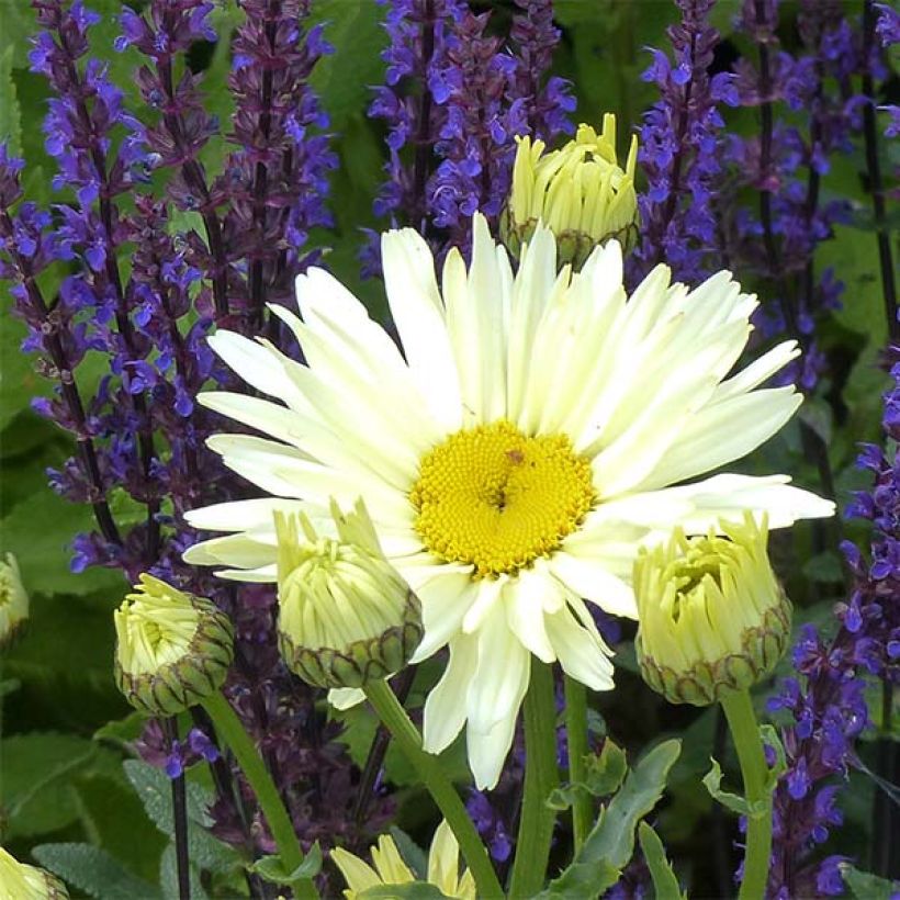 Margarita Reina Banana Cream - Leucanthemum superbum (Floración)