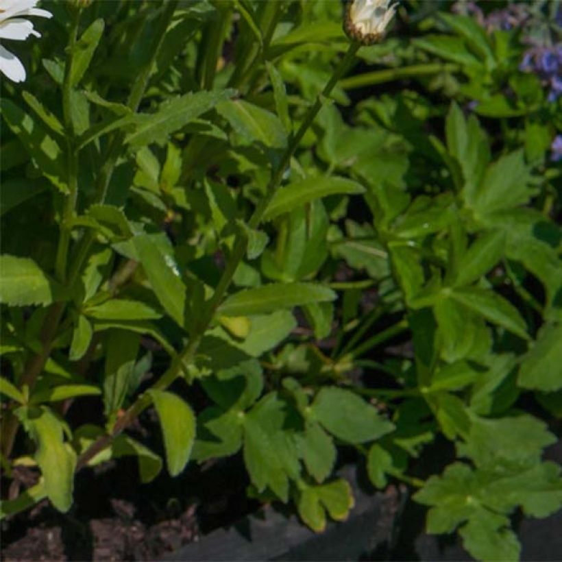 Margarita Reina Kings Crown - Leucanthemum superbum (Follaje)