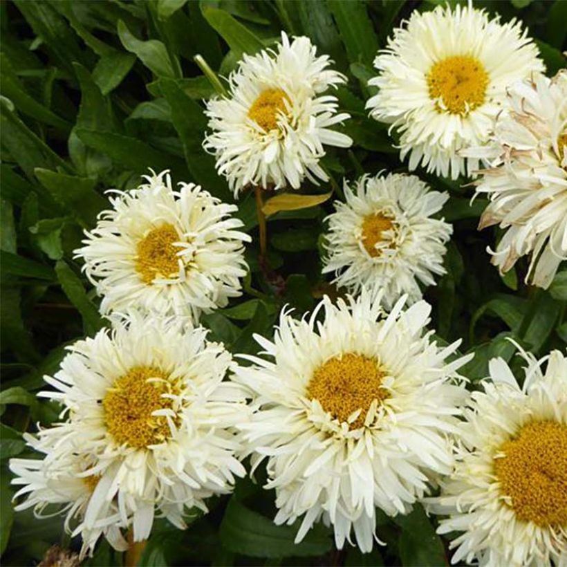 Margarita Reina Kings Crown - Leucanthemum superbum (Floración)