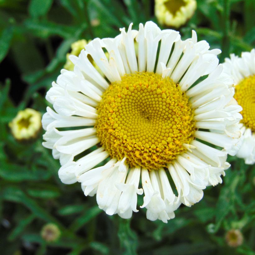 Margarita Reina Real Neat - Leucanthemum superbum (Floración)