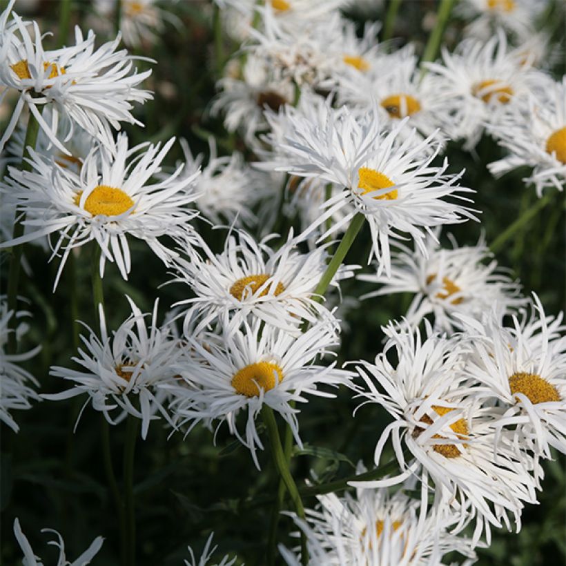 Margarita Reina Shapcott Gossamer - Leucanthemum superbum (Floración)