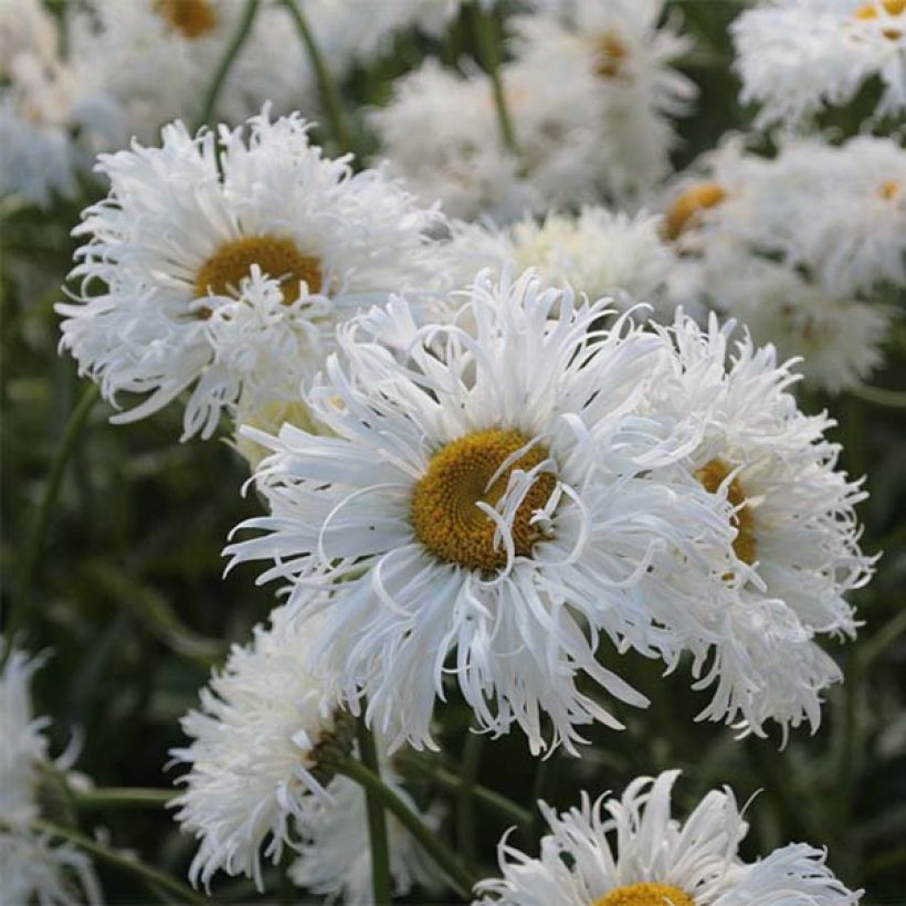 Margarita Reina Shapcott Ruffles - Leucanthemum superbum (Floración)