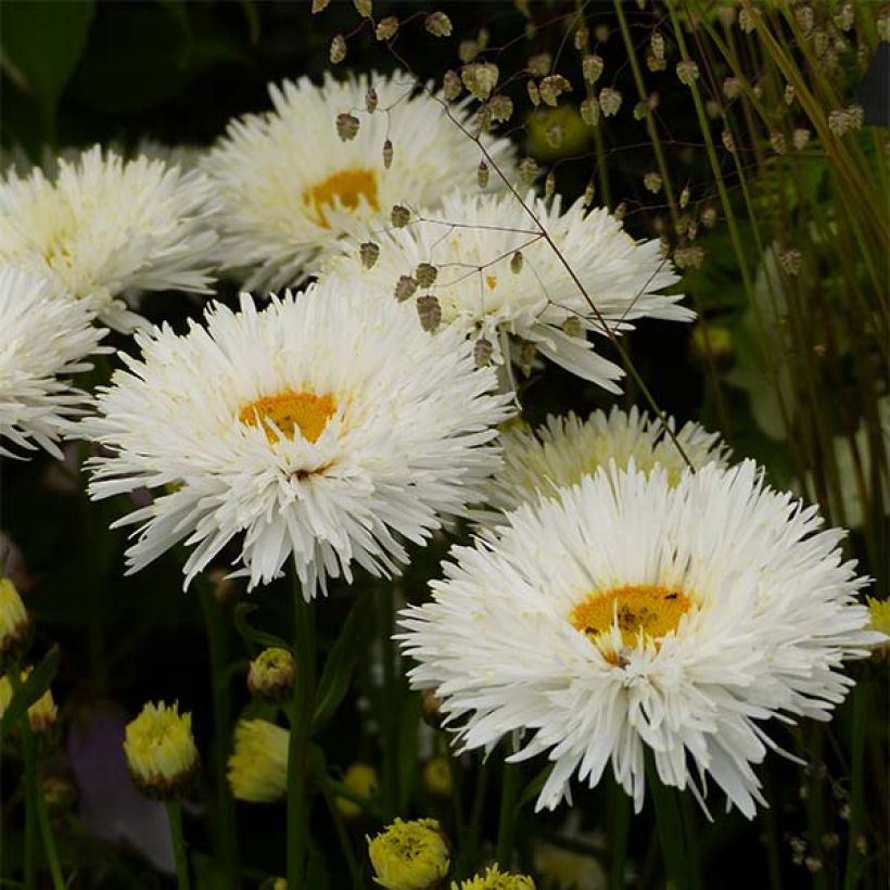 Margarita Reina Shapcott Summer Clouds - Leucanthemum superbum (Floración)