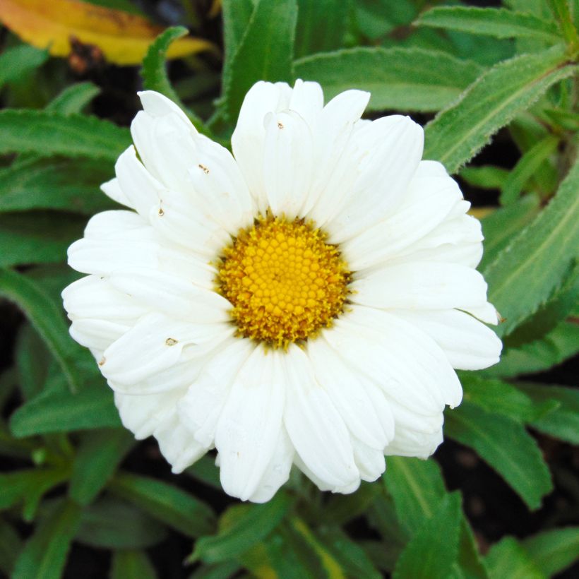 Margarita Reina Victorian Secret - Leucanthemum superbum (Floración)