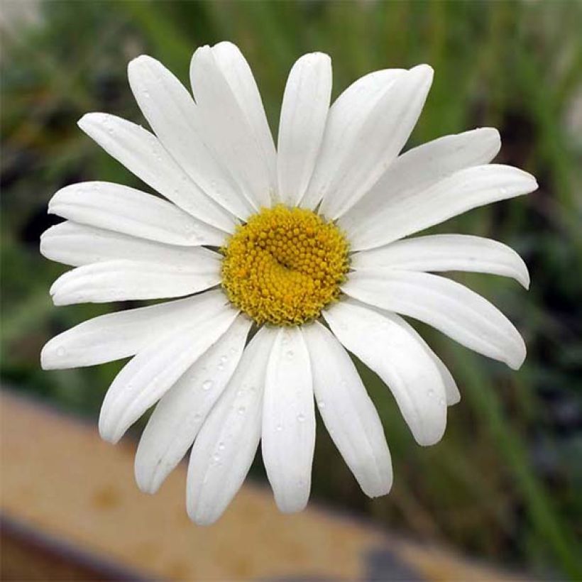 Margarita Reina Etoile d'Anvers - Leucanthemum superbum (Floración)