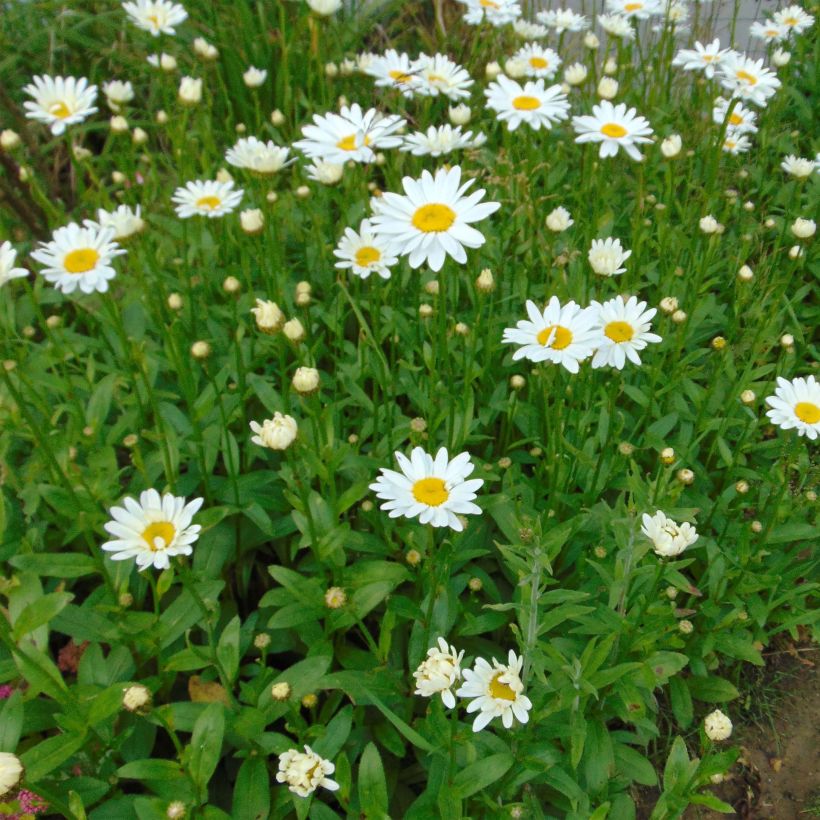 Margarita Reina Becky - Leucanthemum superbum (Floración)