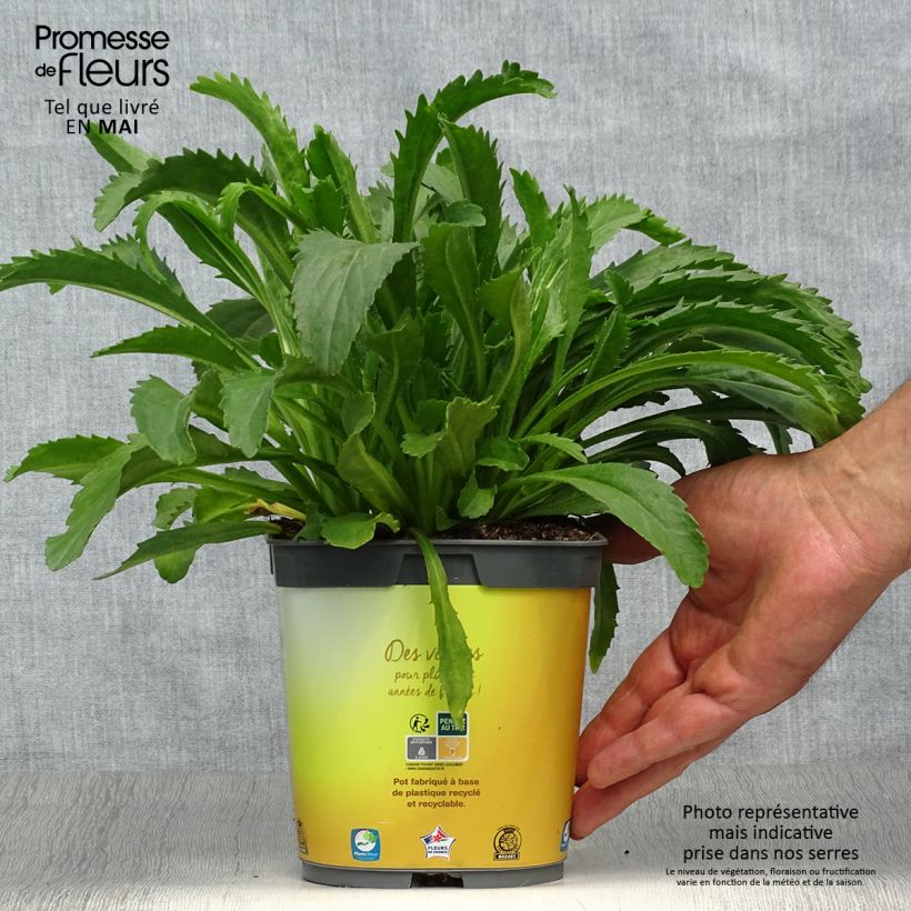 Margarita Reina Broadway lights - Leucanthemum superbum Maceta 2L/3L Ejemplar entregado en la primavera