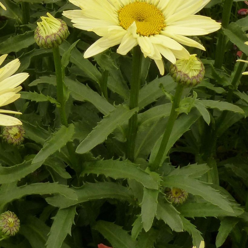 Margarita Reina Broadway lights - Leucanthemum superbum (Follaje)