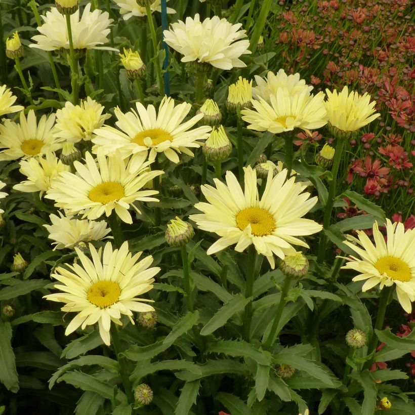 Margarita Reina Broadway lights - Leucanthemum superbum (Porte)