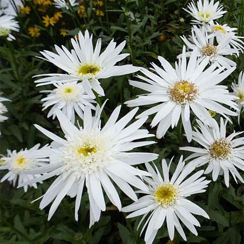 Margarita Reina Christine Hagemann - Leucanthemum superbum (Floración)