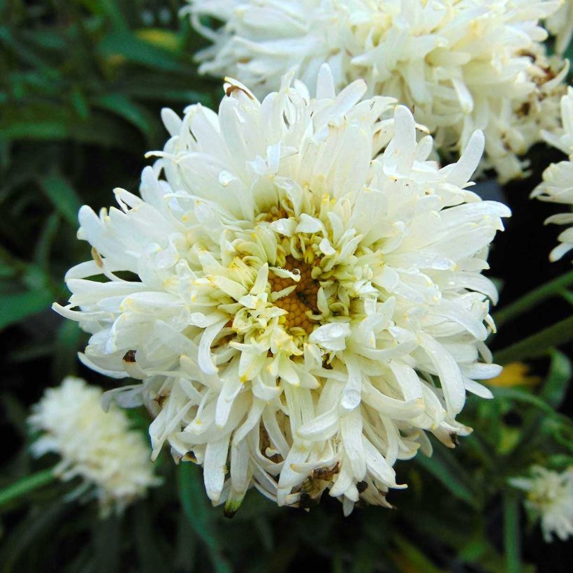 Margarita Reina Engelina - Leucanthemum superbum (Floración)