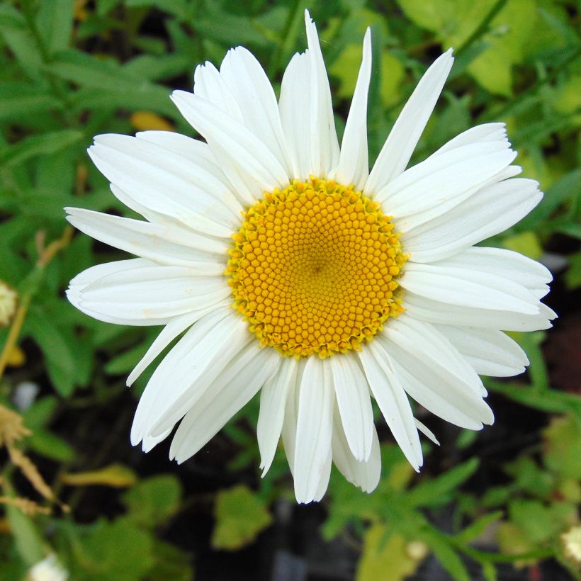 Margarita Reina Gruppenstolz - Leucanthemum superbum (Floración)