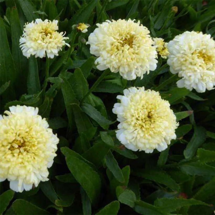 Margarita Reina Luna - Leucanthemum superbum (Floración)