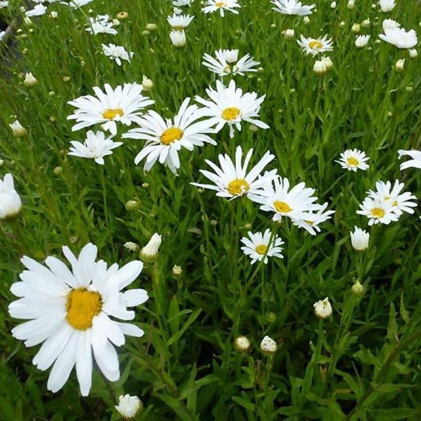 Margarita Reina Polaris - Leucanthemum superbum (Porte)