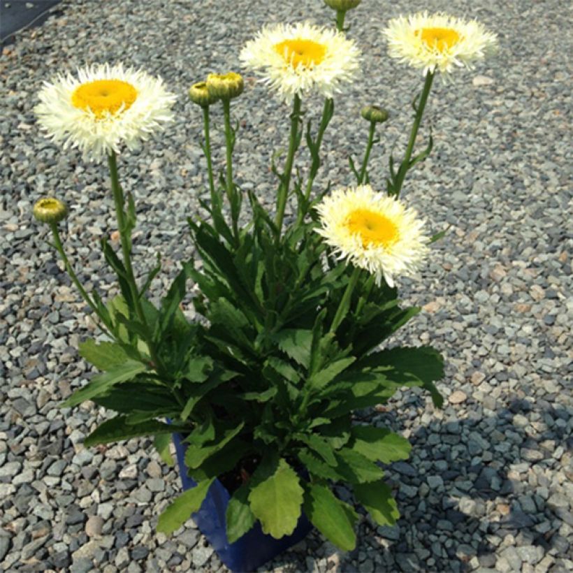 Margarita Reina Real Glory - Leucanthemum superbum (Porte)