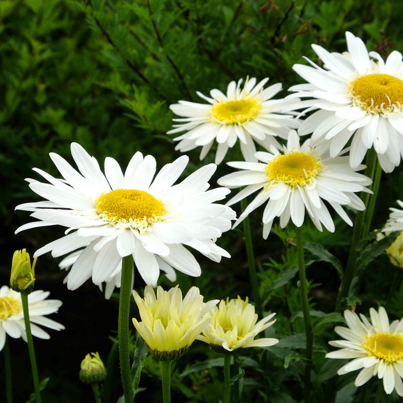 Margarita Reina Real Glory - Leucanthemum superbum (Floración)