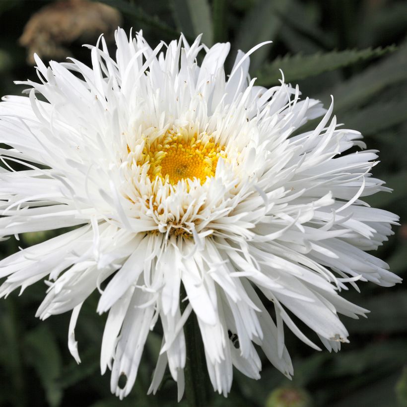 Margarita Reina Snehurka - Leucanthemum superbum (Floración)