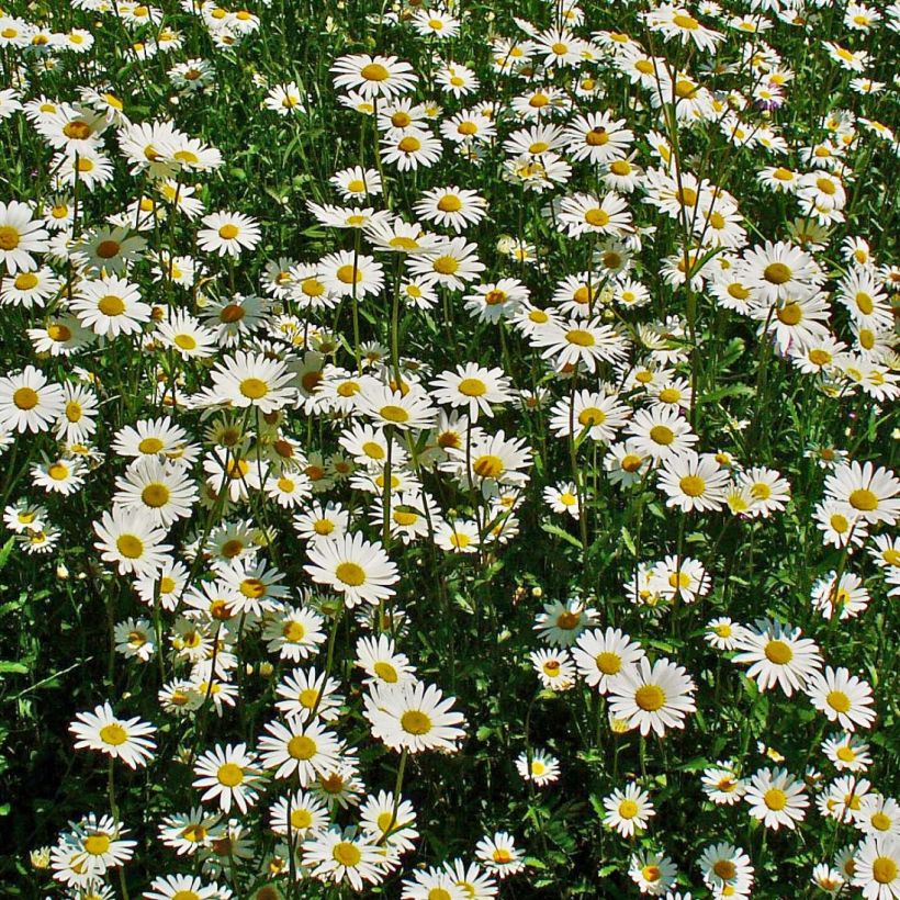 Leucanthemum vulgare - Margarita mayor (Floración)