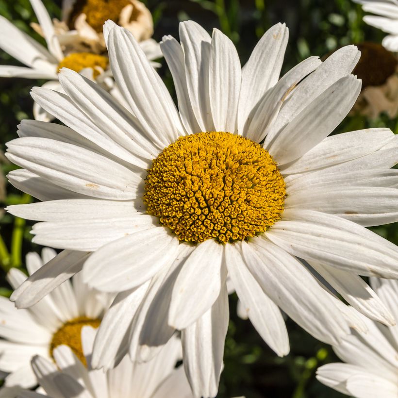 Margarita Reina Brightside - Leucanthemum superbum (Floración)