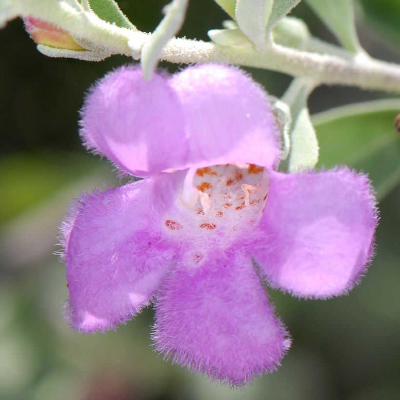 Leucophyllum frutescens - Cenizo (Floración)