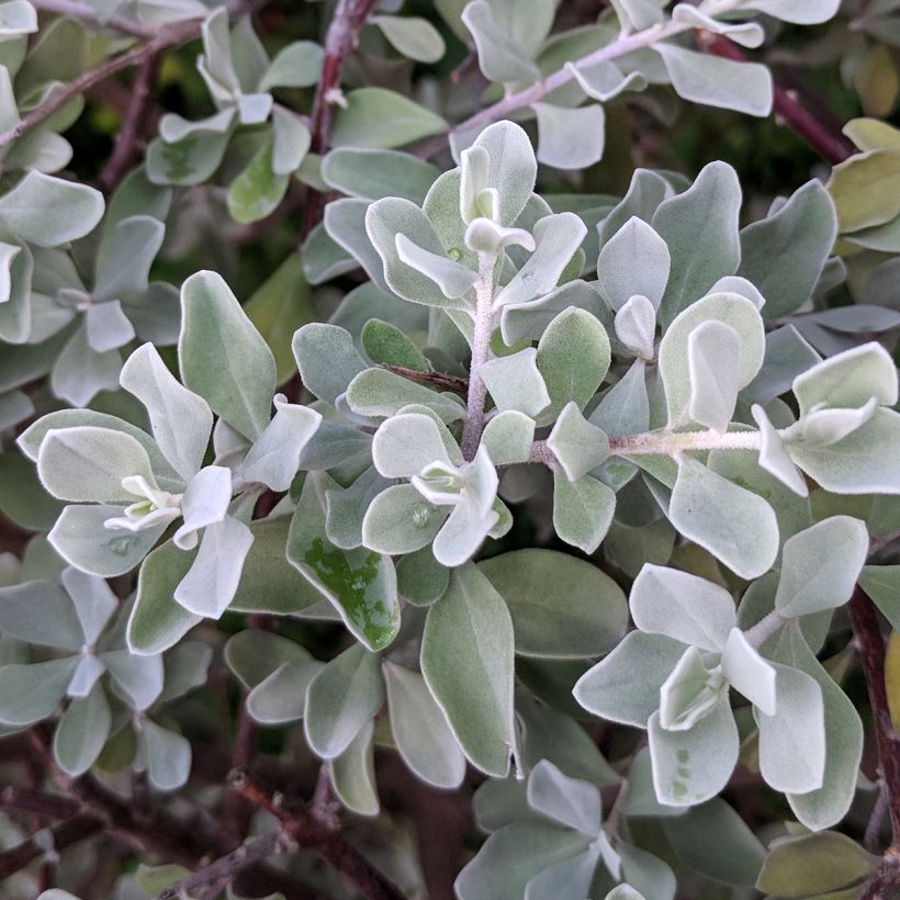 Leucophyllum frutescens - Cenizo (Follaje)