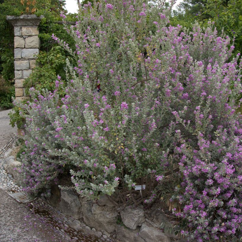 Leucophyllum frutescens - Cenizo (Porte)