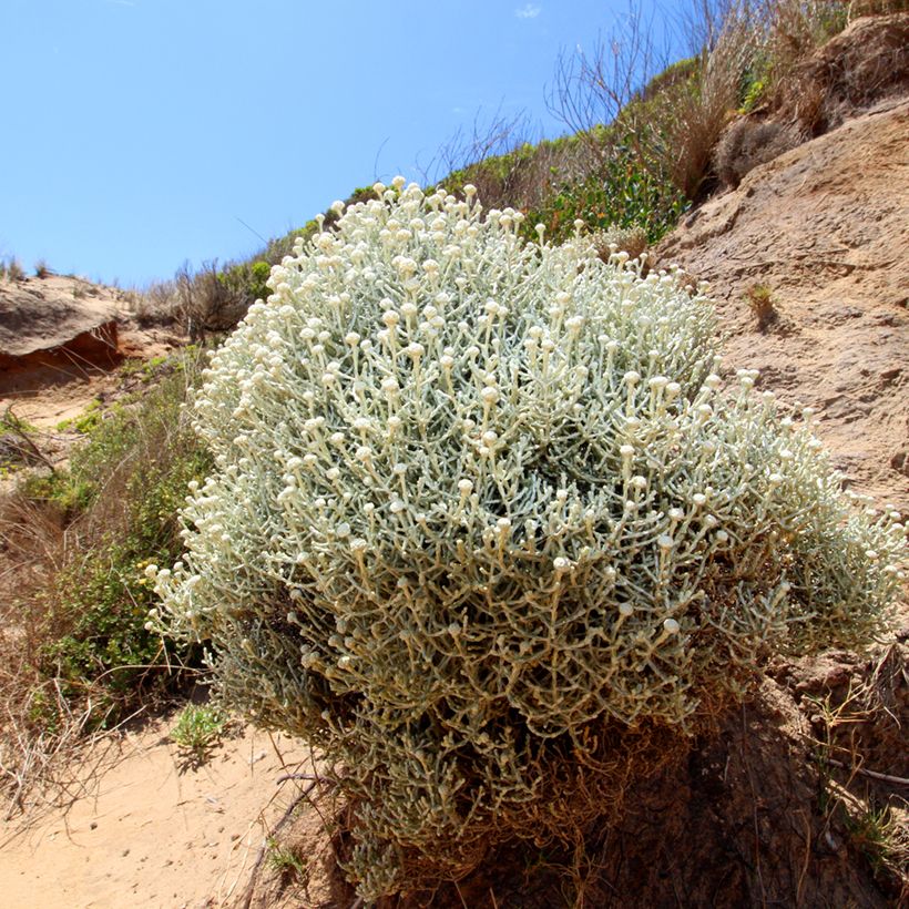 Calocephalus brownii ou Leucophyta brownii  - Calocéphale de Brown (Porte)