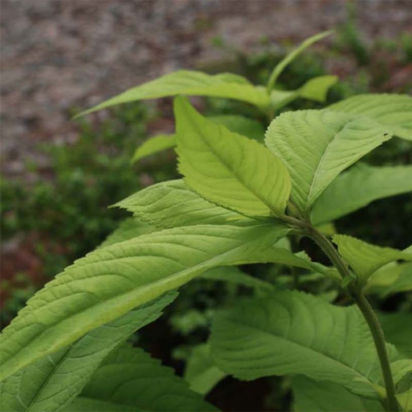 Leucosceptrum Golden Angel - Leucosceptrum japonicum (Follaje)