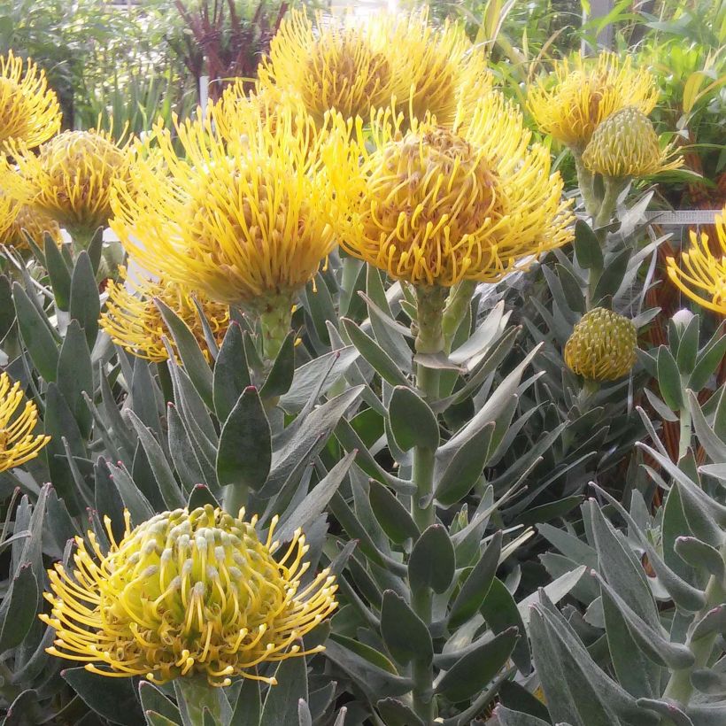 Leucospermum Copper Carnival (Floración)