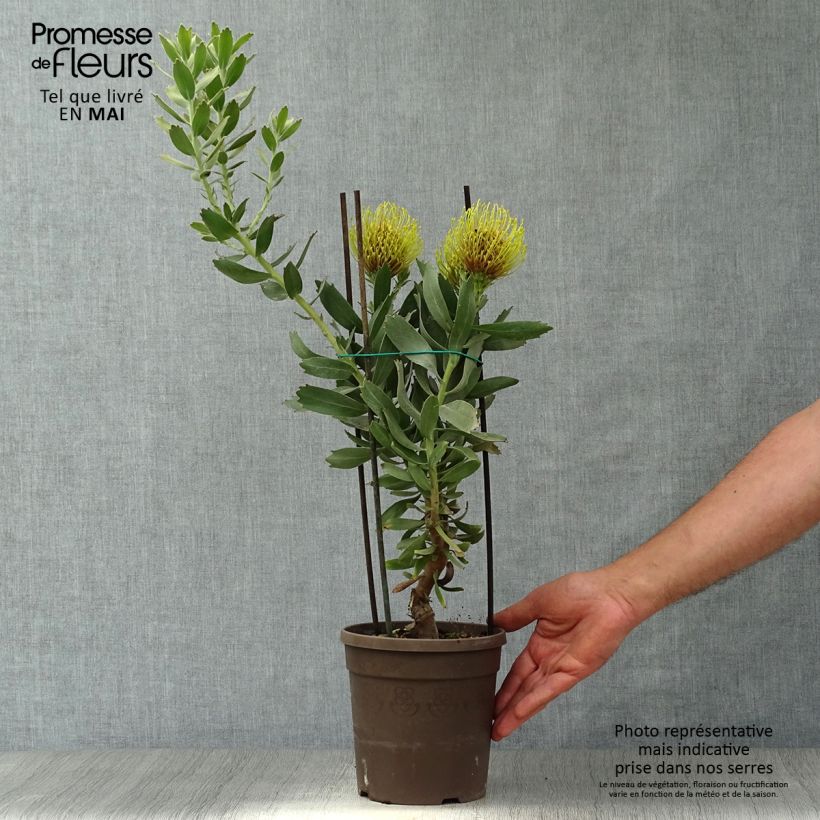 Leucospermum Copper Carnival - Pelote d'épingles Pot de 2L/3L Ejemplar entregado en la primavera