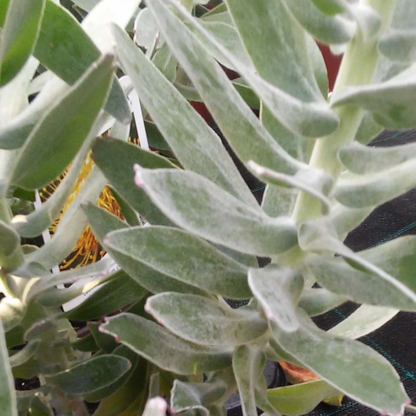 Leucospermum Yellow Carnival (Follaje)