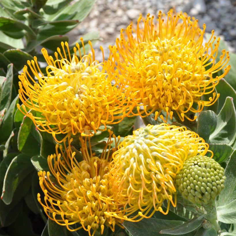 Leucospermum Yellow Carnival (Floración)