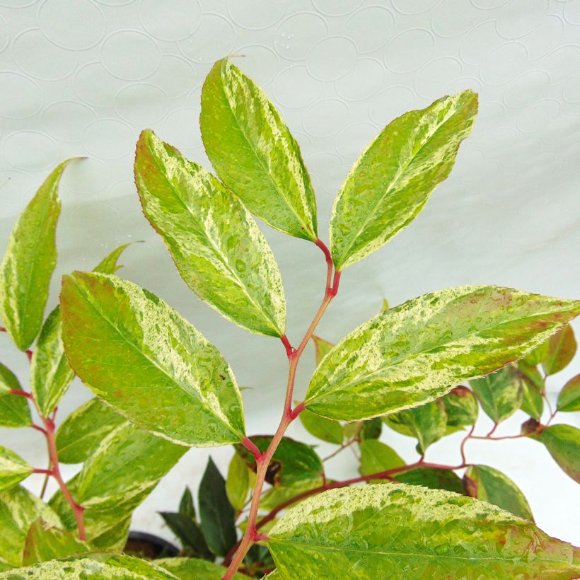 Leucothoe fontanesiana Rainbow (Follaje)