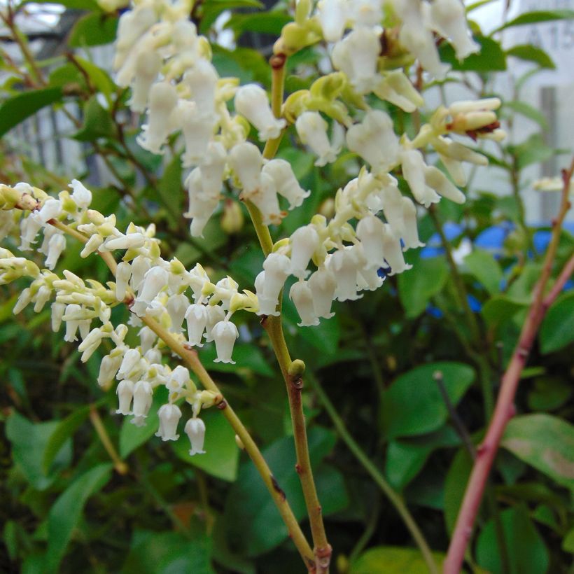 Leucothoe fontanesiana Rainbow (Floración)