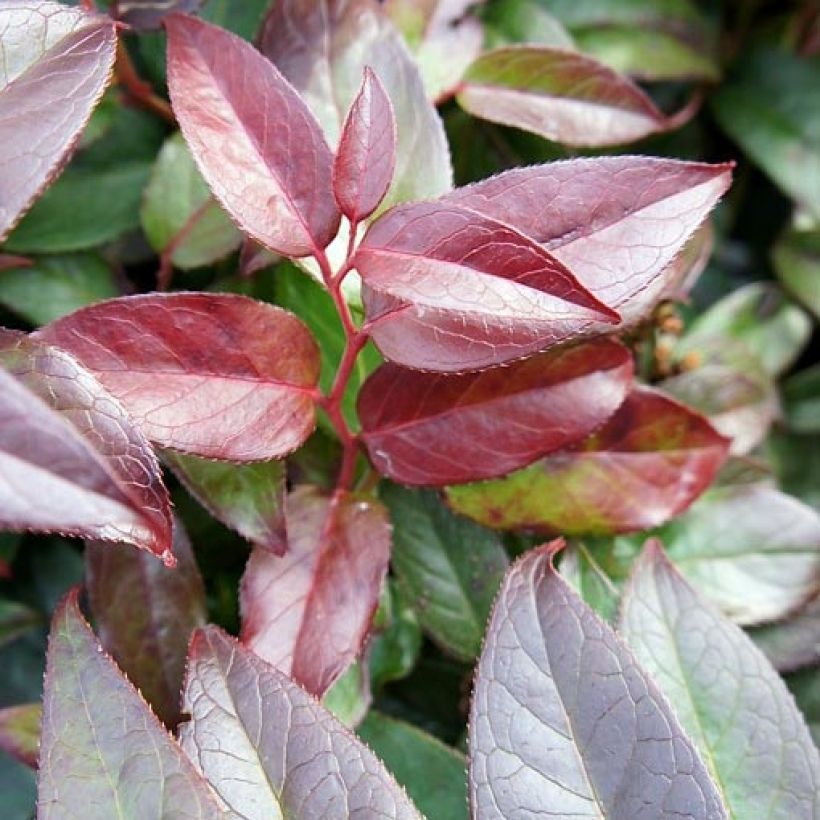 Leucothoe fontanesiana Zebonard (Follaje)